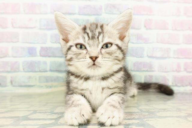 石川県のアメリカンショートヘアー (Coo&RIKUイオン野々市南店/2026年2月13日生まれ/男の子/シルバータビー)の子猫