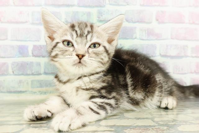 石川県のアメリカンショートヘアー (Coo&RIKUイオン野々市南店/2026年2月13日生まれ/男の子/シルバータビー)の子猫の2枚目の画像