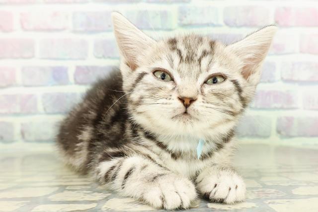 石川県のアメリカンショートヘアー (Coo&RIKUイオン野々市南店/2026年2月13日生まれ/男の子/シルバータビー)の子猫の3枚目の画像