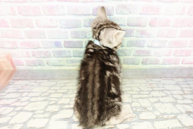 石川県のアメリカンショートヘアー (Coo&RIKUイオン野々市南店/2026年2月13日生まれ/男の子/シルバータビー)の子猫の4枚目の画像