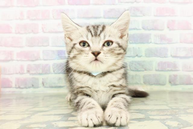福井県のアメリカンショートヘアー (Coo&RIKU福井店/2026年2月13日生まれ/男の子/シルバータビー)の子猫