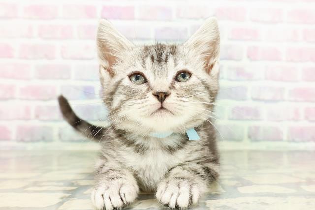 北海道のアメリカンショートヘアー (Coo&RIKU札幌東店/2026年2月13日生まれ/男の子/シルバータビー)の子猫の1枚目の画像