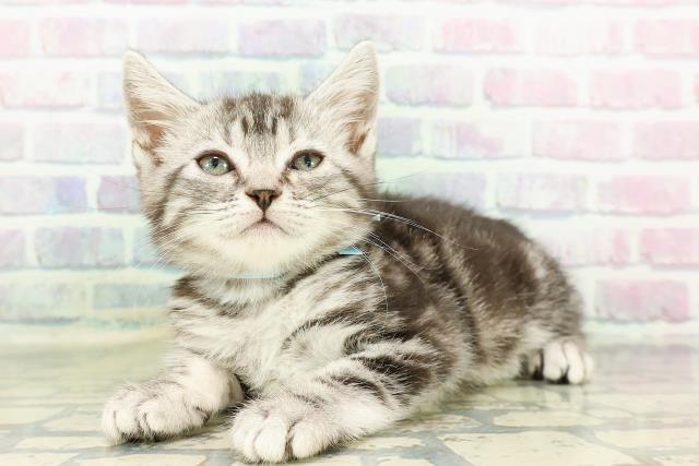 北海道のアメリカンショートヘアー (Coo&RIKU札幌東店/2026年2月13日生まれ/男の子/シルバータビー)の子猫の2枚目の画像