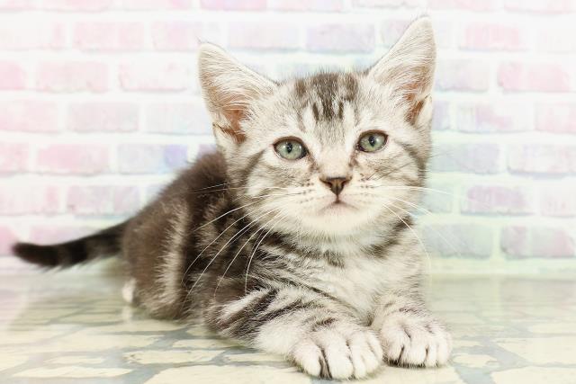 北海道のアメリカンショートヘアー (Coo&RIKU札幌東店/2026年2月13日生まれ/男の子/シルバータビー)の子猫の3枚目の画像