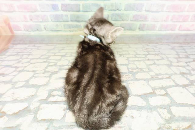 北海道のアメリカンショートヘアー (Coo&RIKU札幌東店/2026年2月13日生まれ/男の子/シルバータビー)の子猫の4枚目の画像