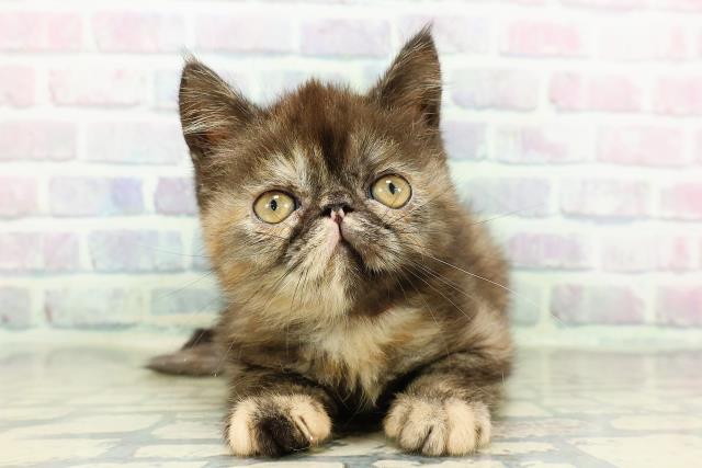 新潟県のエキゾチック (Coo&RIKUイオンモール新発田店/2026年2月12日生まれ/女の子/トーティー)の子猫の1枚目の画像