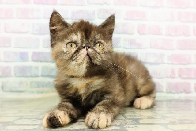 新潟県のエキゾチック (Coo&RIKUイオンモール新発田店/2026年2月12日生まれ/女の子/トーティー)の子猫の2枚目の画像