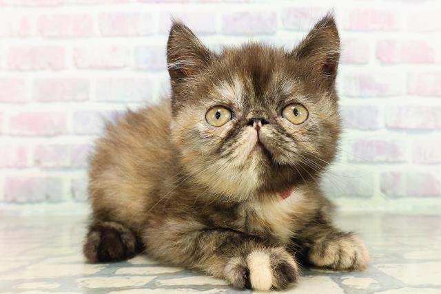 新潟県のエキゾチック (Coo&RIKUイオンモール新発田店/2026年2月12日生まれ/女の子/トーティー)の子猫の3枚目の画像