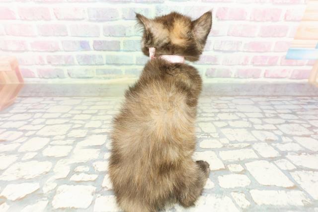 新潟県のエキゾチック (Coo&RIKUイオンモール新発田店/2026年2月12日生まれ/女の子/トーティー)の子猫の4枚目の画像