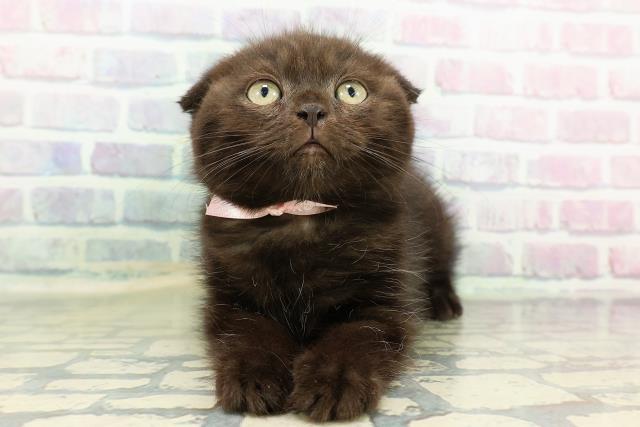 スコティッシュフォールド