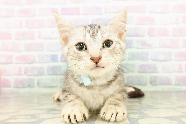 長野県のアメリカンショートヘアー (Coo&RIKU綿半権堂店/2026年2月17日生まれ/男の子/シルバータビー)の子猫