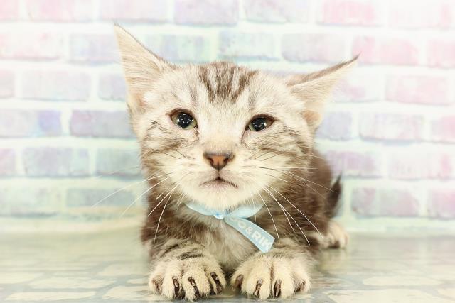 神奈川県のアメリカンショートヘアー (Coo&RIKU横浜青葉店/2026年2月17日生まれ/男の子/シルバータビー)の子猫の1枚目の画像