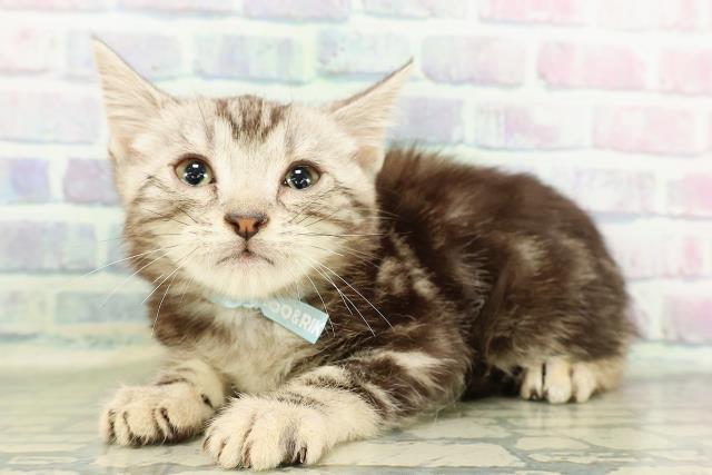神奈川県のアメリカンショートヘアー (Coo&RIKU横浜青葉店/2026年2月17日生まれ/男の子/シルバータビー)の子猫の2枚目の画像