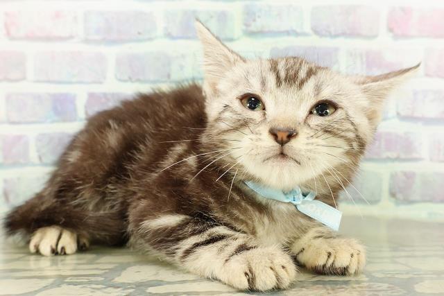 神奈川県のアメリカンショートヘアー (Coo&RIKU横浜青葉店/2026年2月17日生まれ/男の子/シルバータビー)の子猫の3枚目の画像