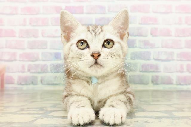 アメリカンショートヘアー