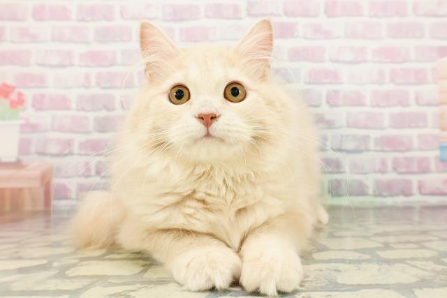 福井県のサイベリアン (Coo&RIKU福井店/2025年10月29日生まれ/女の子/クリームタビー)の子猫