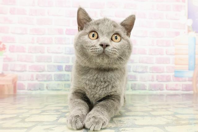 ブリティッシュショートヘアー