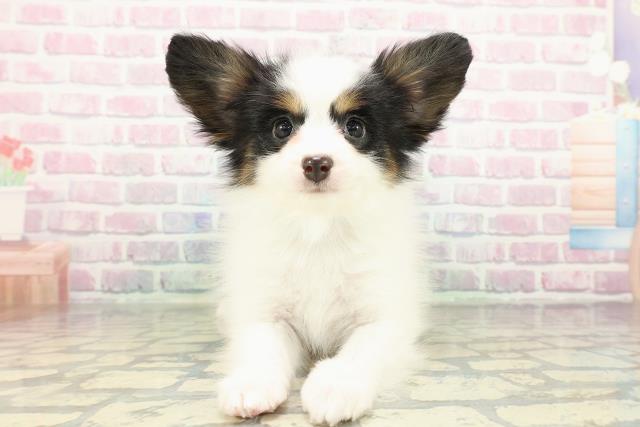 沖縄県のパピヨン (Coo&RIKU沖縄浦添店/2026年2月16日生まれ/男の子/トライカラー)の子犬の1枚目の画像