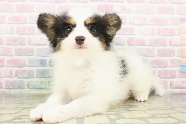 沖縄県のパピヨン (Coo&RIKU沖縄浦添店/2026年2月16日生まれ/男の子/トライカラー)の子犬の2枚目の画像