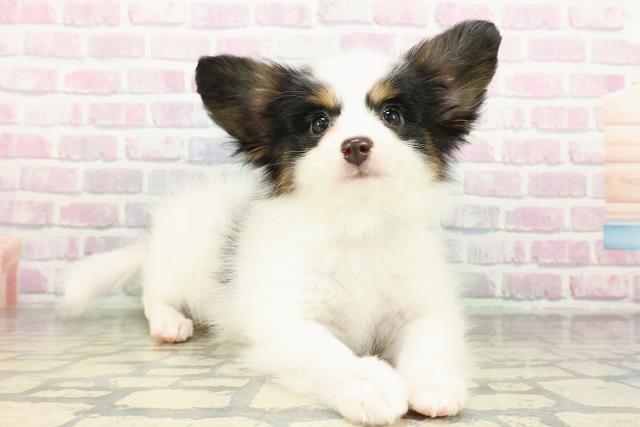 沖縄県のパピヨン (Coo&RIKU沖縄浦添店/2026年2月16日生まれ/男の子/トライカラー)の子犬の3枚目の画像