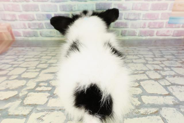 沖縄県のパピヨン (Coo&RIKU沖縄浦添店/2026年2月16日生まれ/男の子/トライカラー)の子犬の4枚目の画像