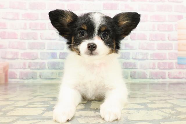 長野県のパピヨン (Coo&RIKU松本店/2026年2月16日生まれ/女の子/トライカラー)の子犬の1枚目の画像