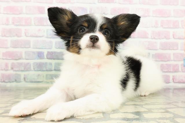 長野県のパピヨン (Coo&RIKU松本店/2026年2月16日生まれ/女の子/トライカラー)の子犬の2枚目の画像