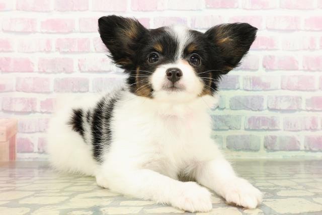 長野県のパピヨン (Coo&RIKU松本店/2026年2月16日生まれ/女の子/トライカラー)の子犬の3枚目の画像