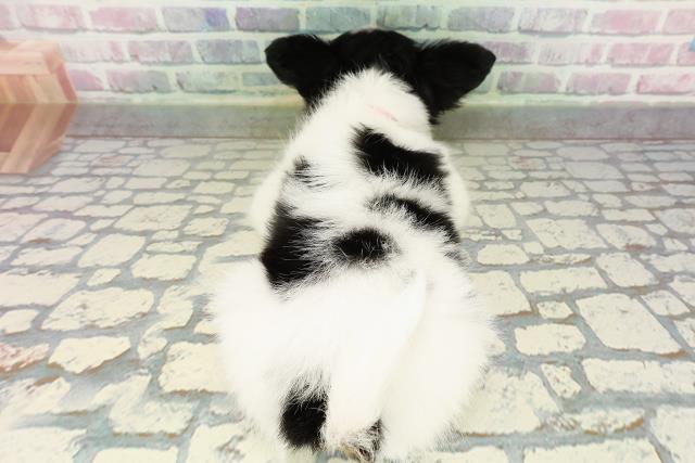 長野県のパピヨン (Coo&RIKU松本店/2026年2月16日生まれ/女の子/トライカラー)の子犬の4枚目の画像