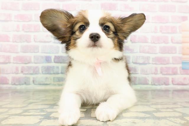 福井県のパピヨン (Coo&RIKU福井店/2026年2月16日生まれ/女の子/ホワイトブラウン)の子犬