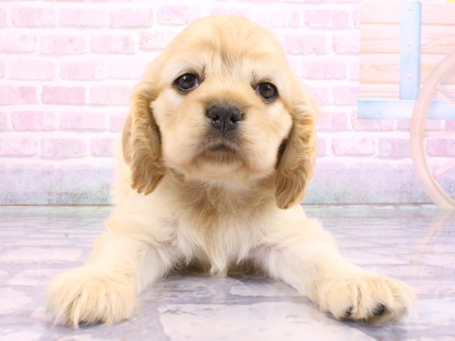 アメリカン・コッカースパニエル