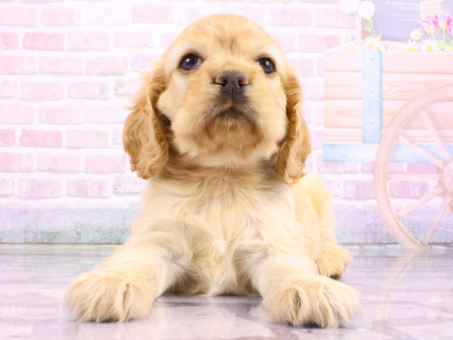 アメリカン・コッカースパニエル