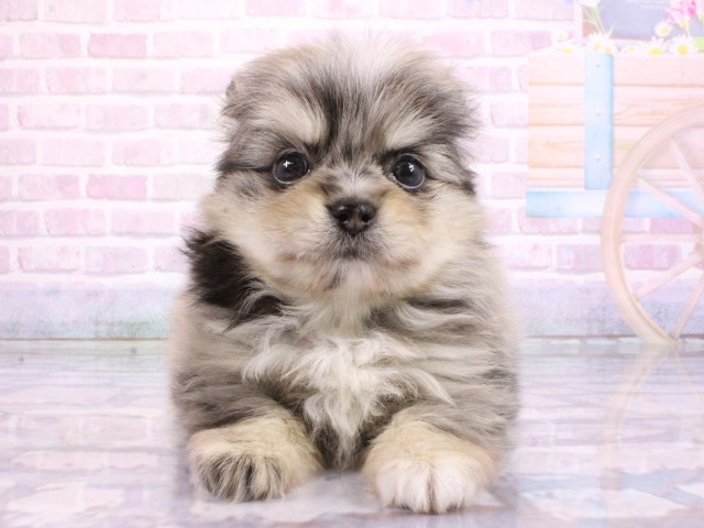 大阪府のポメチワ/チワポメ/ポメチー(ポメラニアン×チワワ) (Coo&RIKU茶屋町店/2026年2月20日生まれ/男の子/ブルーマール)の子犬の1枚目の画像