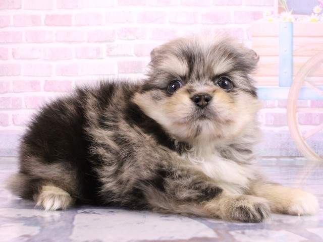 大阪府のポメチワ/チワポメ/ポメチー(ポメラニアン×チワワ) (Coo&RIKU茶屋町店/2026年2月20日生まれ/男の子/ブルーマール)の子犬の2枚目の画像