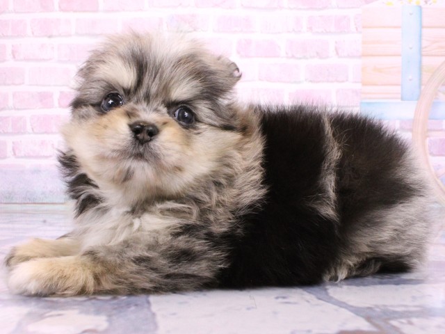 大阪府のポメチワ/チワポメ/ポメチー(ポメラニアン×チワワ) (Coo&RIKU茶屋町店/2026年2月20日生まれ/男の子/ブルーマール)の子犬の3枚目の画像