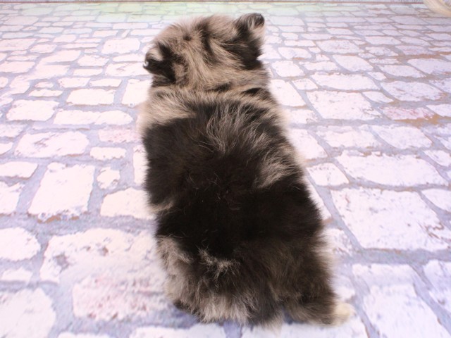 大阪府のポメチワ/チワポメ/ポメチー(ポメラニアン×チワワ) (Coo&RIKU茶屋町店/2026年2月20日生まれ/男の子/ブルーマール)の子犬の4枚目の画像