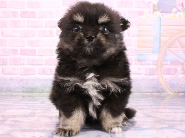 大阪府のポメチワ/チワポメ/ポメチー(ポメラニアン×チワワ) (Coo&RIKU城東古市店/2026年2月20日生まれ/男の子/ブラックタン)の子犬の1枚目の画像