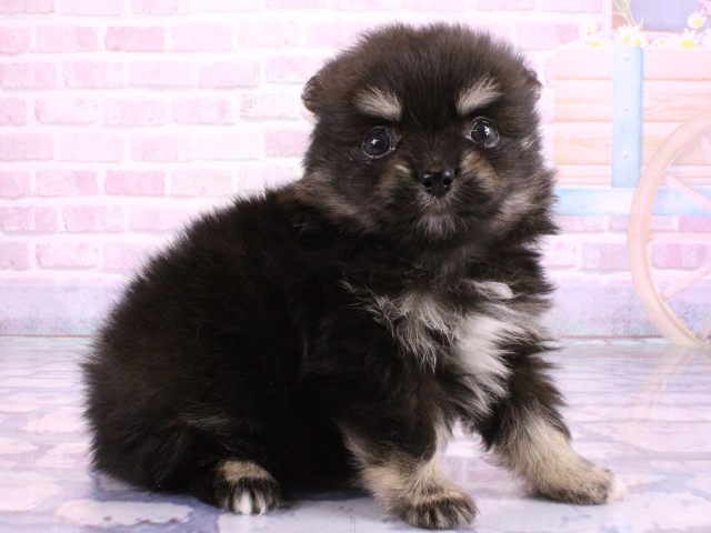 大阪府のポメチワ/チワポメ/ポメチー(ポメラニアン×チワワ) (Coo&RIKU城東古市店/2026年2月20日生まれ/男の子/ブラックタン)の子犬の2枚目の画像