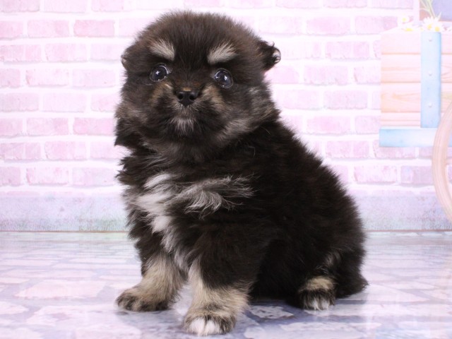大阪府のポメチワ/チワポメ/ポメチー(ポメラニアン×チワワ) (Coo&RIKU城東古市店/2026年2月20日生まれ/男の子/ブラックタン)の子犬の3枚目の画像
