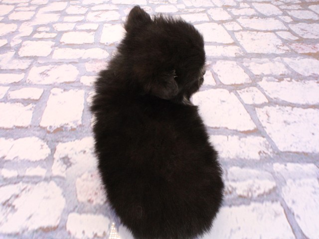 大阪府のポメチワ/チワポメ/ポメチー(ポメラニアン×チワワ) (Coo&RIKU城東古市店/2026年2月20日生まれ/男の子/ブラックタン)の子犬の4枚目の画像