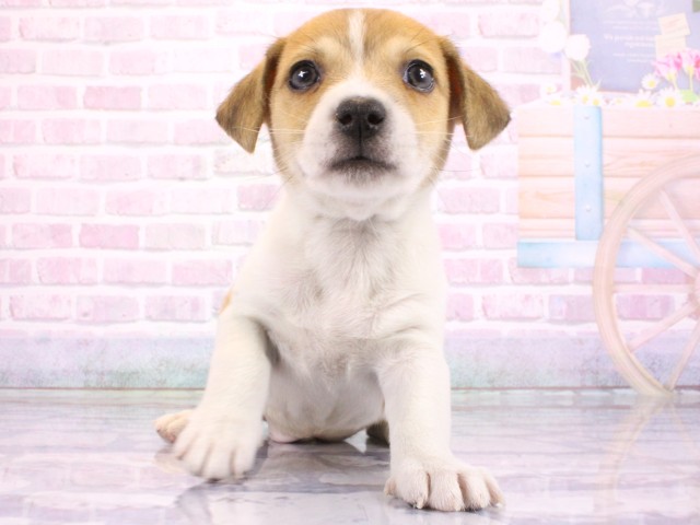 大阪府のジャックラッセルテリア (Coo&RIKU高槻店/2026年2月17日生まれ/男の子/タンホワイト)の子犬の1枚目の画像