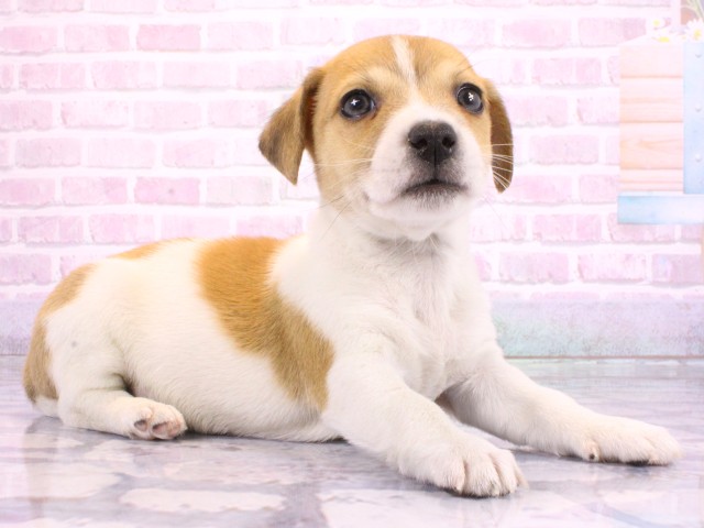 大阪府のジャックラッセルテリア (Coo&RIKU高槻店/2026年2月17日生まれ/男の子/タンホワイト)の子犬の2枚目の画像