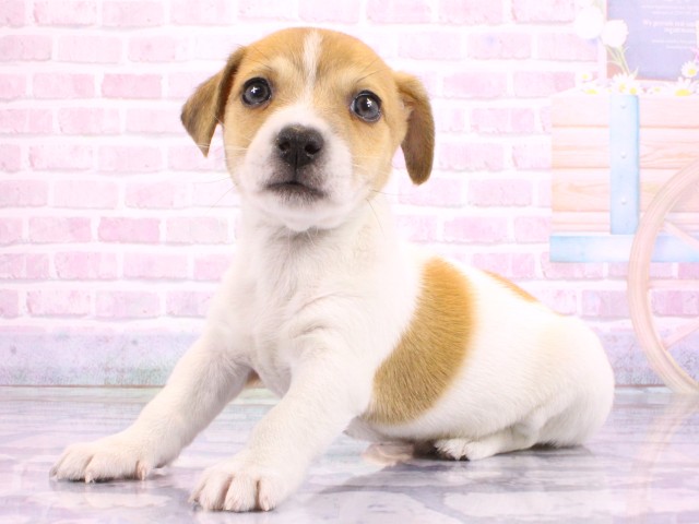 大阪府のジャックラッセルテリア (Coo&RIKU高槻店/2026年2月17日生まれ/男の子/タンホワイト)の子犬の3枚目の画像