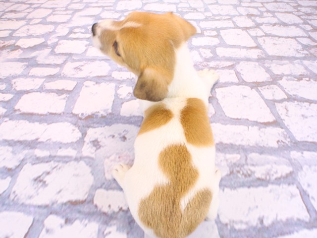 大阪府のジャックラッセルテリア (Coo&RIKU高槻店/2026年2月17日生まれ/男の子/タンホワイト)の子犬の4枚目の画像