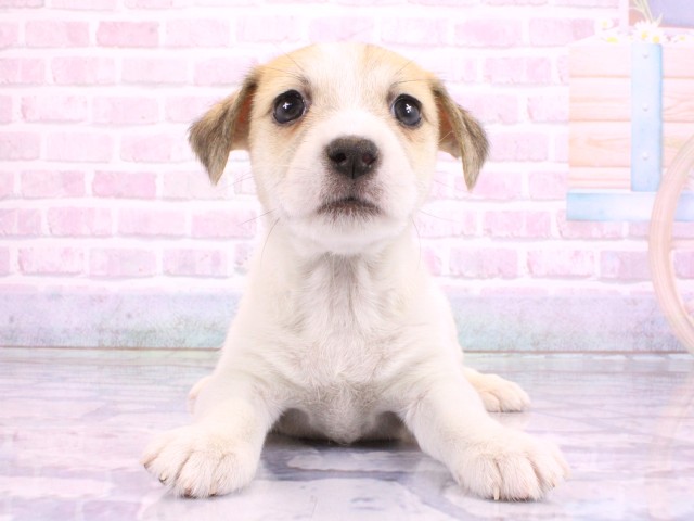 ジャックラッセルテリア