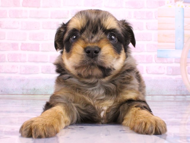 大阪府のヨーチー/チワキー/チワヨーキー(ヨークシャーテリア×チワワ) (Coo&RIKU枚方店/2026年2月21日生まれ/男の子/ブルーマール)の子犬の1枚目の画像
