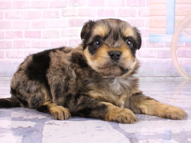 大阪府のヨーチー/チワキー/チワヨーキー(ヨークシャーテリア×チワワ) (Coo&RIKU枚方店/2026年2月21日生まれ/男の子/ブルーマール)の子犬の2枚目の画像