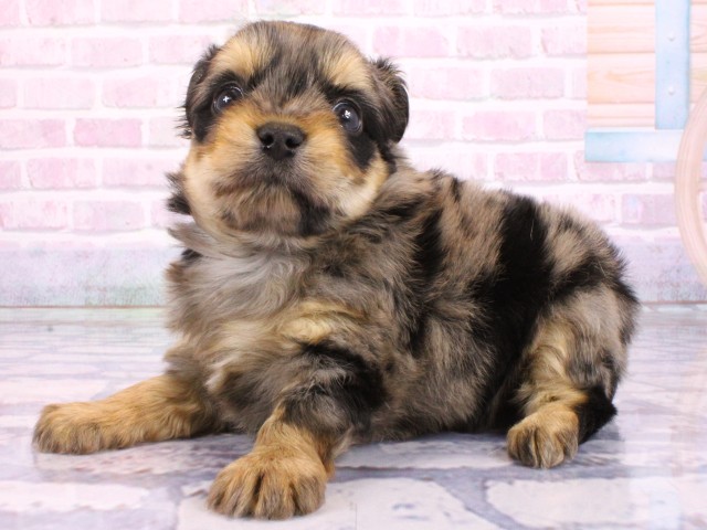 大阪府のヨーチー/チワキー/チワヨーキー(ヨークシャーテリア×チワワ) (Coo&RIKU枚方店/2026年2月21日生まれ/男の子/ブルーマール)の子犬の3枚目の画像