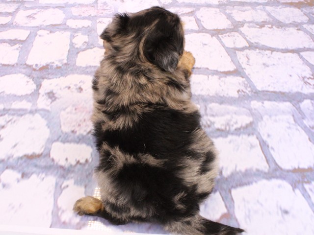 大阪府のヨーチー/チワキー/チワヨーキー(ヨークシャーテリア×チワワ) (Coo&RIKU枚方店/2026年2月21日生まれ/男の子/ブルーマール)の子犬の4枚目の画像