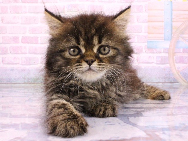 大阪府のミヌエット (Coo&RIKU東大阪店/2026年2月22日生まれ/男の子/ブラウンタビー)の子猫の1枚目の画像